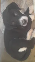 Cachorrinhos