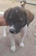 Cachorrinhos