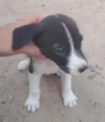 Cachorrinhos