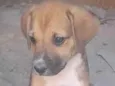 Cachorrinhos