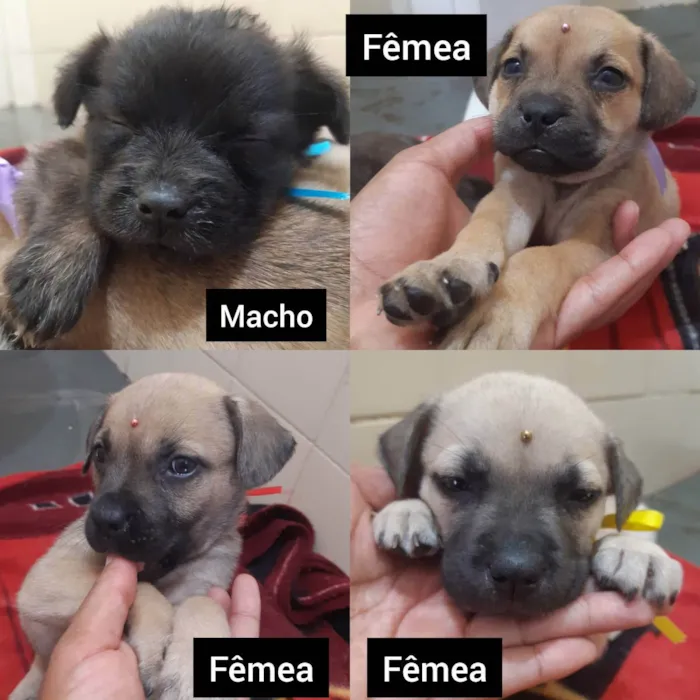 Cachorro ra a Misturado (vira-latas) idade 2 a 6 meses nome Sem nomes