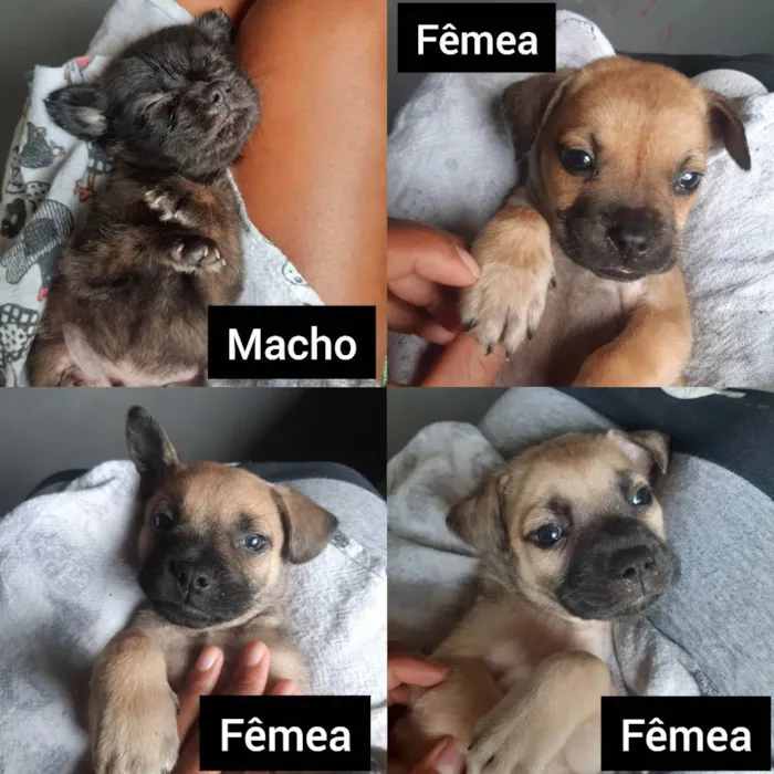 Cachorro ra a Misturado (vira-latas) idade 2 a 6 meses nome Sem nomes