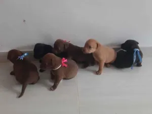 Cachorro raça  idade Abaixo de 2 meses nome FILHOTES 
