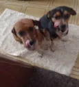 Tico e Teco 