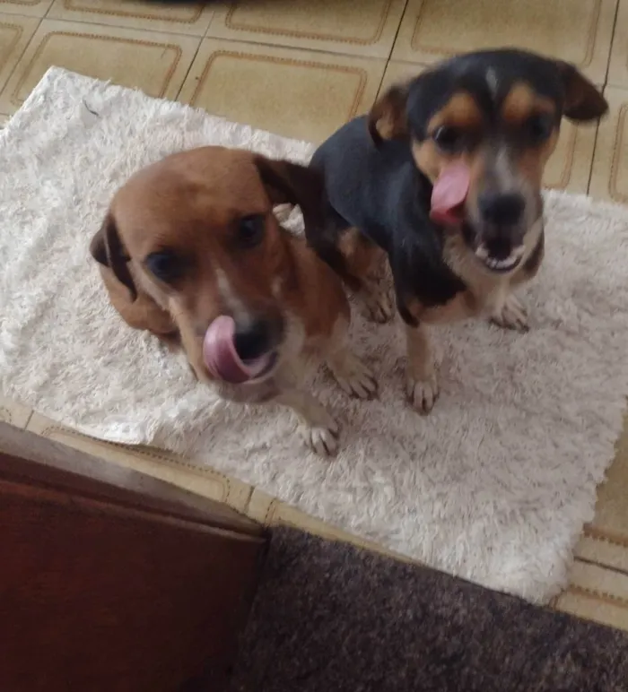 Cachorro raça SRD idade 2 a 6 meses nome Tico e Teco 