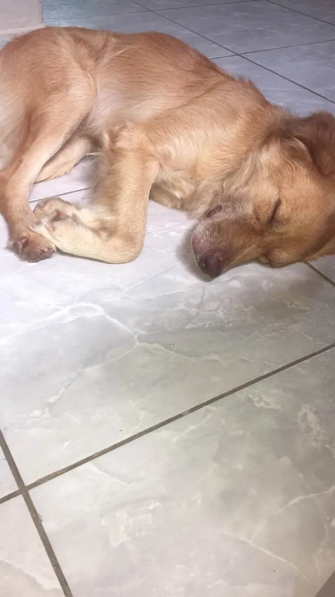 Cachorro ra a Labrador  idade 1 ano nome Mel