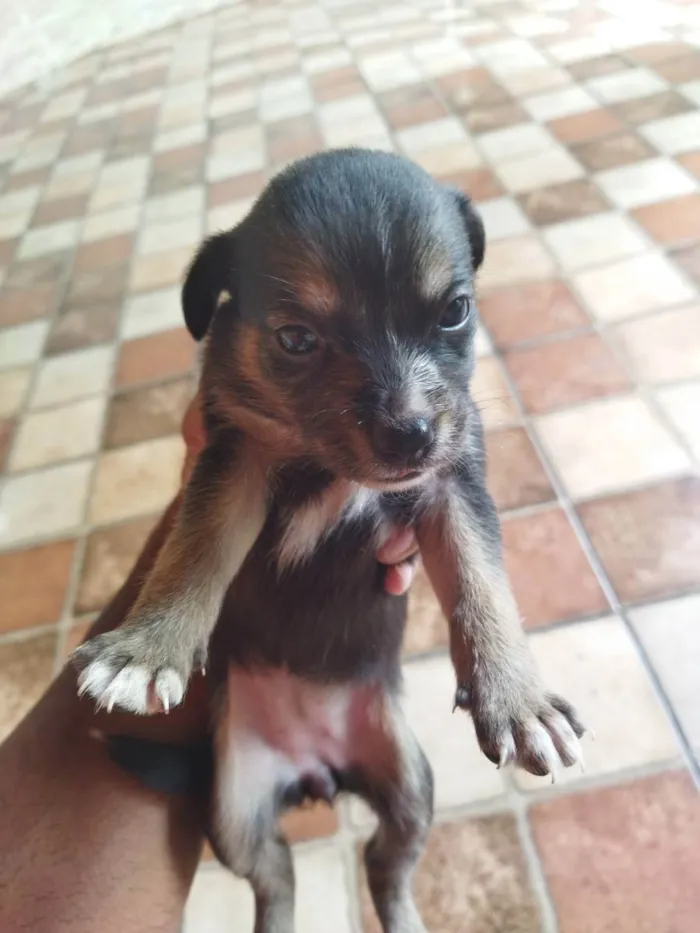 Cachorro ra a SRD idade 2 a 6 meses nome Pretinha 