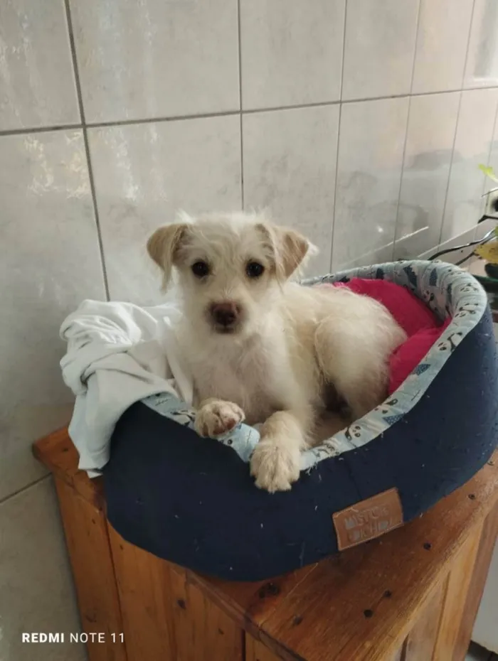 Cachorro ra a SRD idade 2 a 6 meses nome Sem nome 