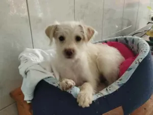Cachorro raça SRD idade 2 a 6 meses nome Sem nome 