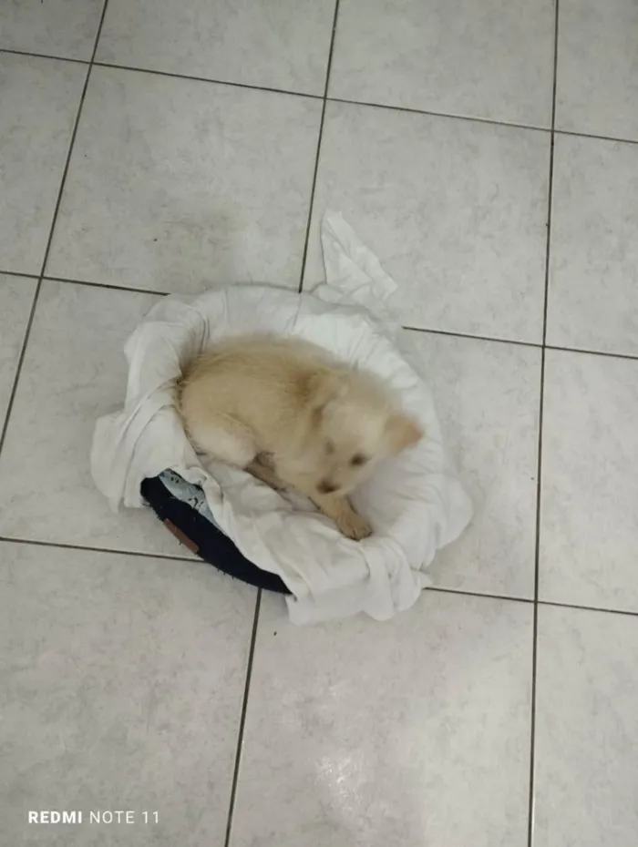 Cachorro ra a SRD idade 2 a 6 meses nome Sem nome 