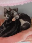 Safira e ágata 