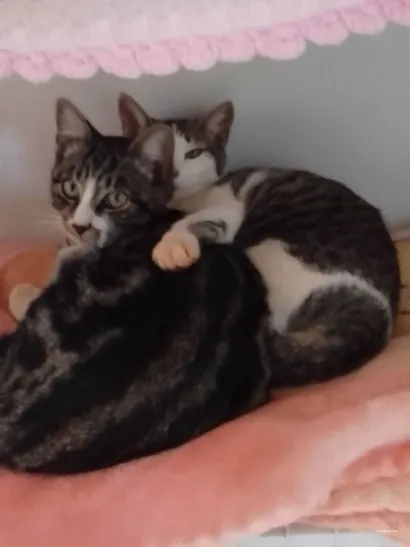 Gato raça  idade 7 a 11 meses nome Safira e ágata 