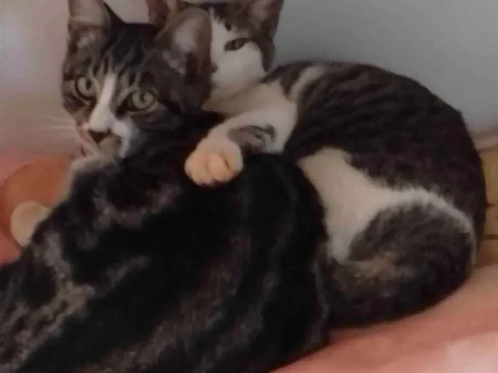 Gato raça  idade 7 a 11 meses nome Safira e ágata 
