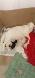 Princesa e filhotes