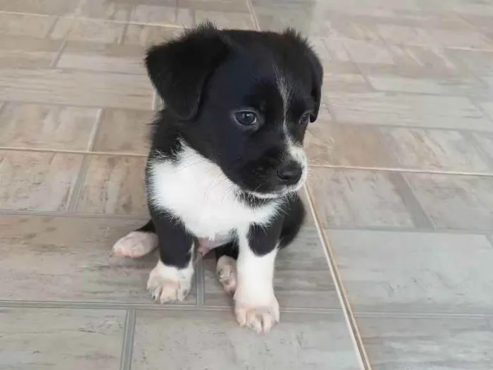 Cachorro raça Vira-lata idade 2 a 6 meses nome Não possui 