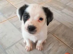 Cachorro raça Vira-lata idade 2 a 6 meses nome Não possui 