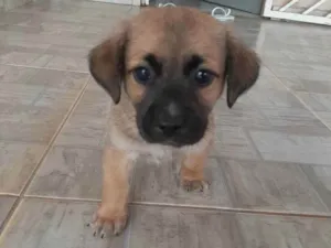 Cachorro raça Vira-lata idade 2 a 6 meses nome Não possui 