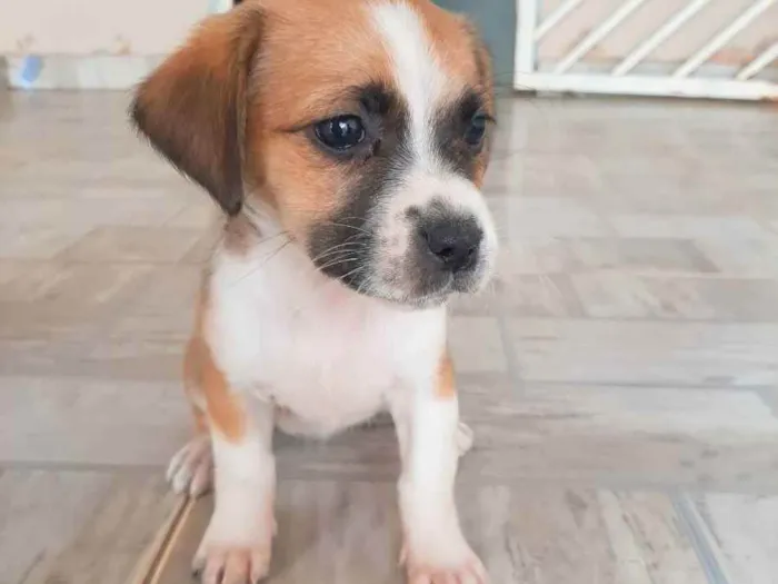 Cachorro ra a Vira-lata idade 2 a 6 meses nome Não possui 