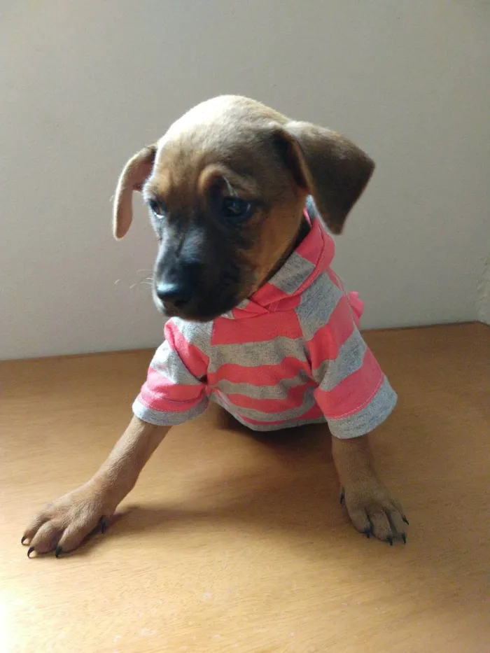 Cachorro ra a SRD idade 2 a 6 meses nome SKY LORRAINE
