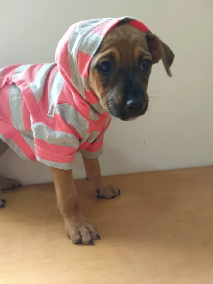 Cachorro ra a SRD idade 2 a 6 meses nome SKY LORRAINE