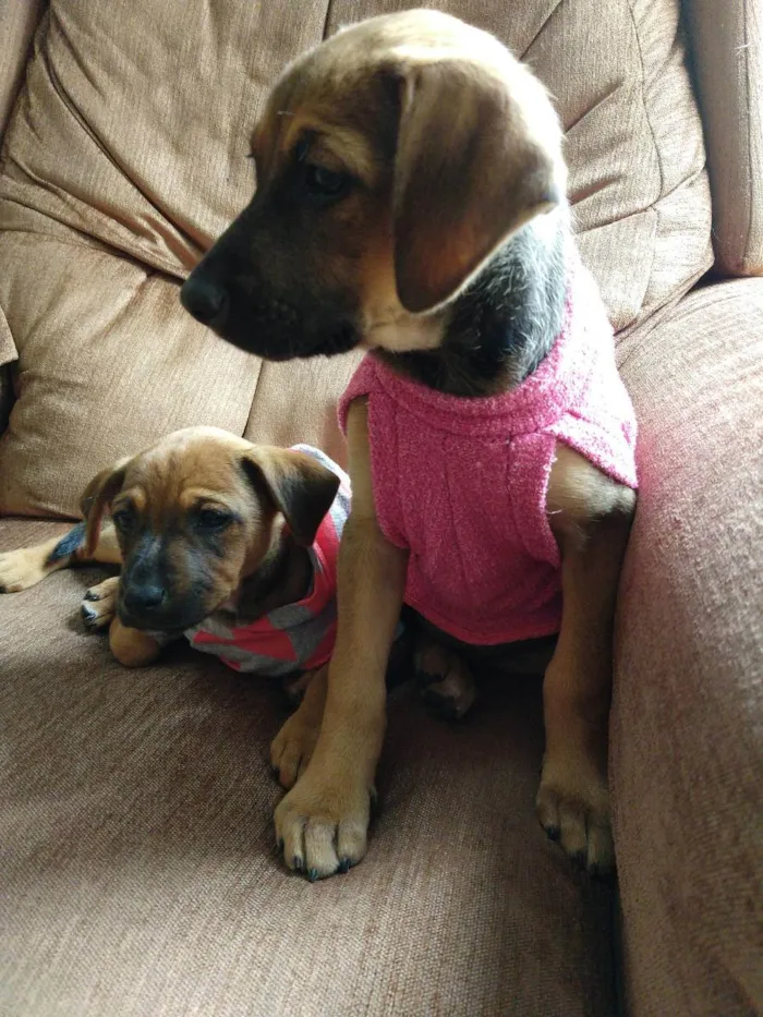 Cachorro ra a SRD idade 2 a 6 meses nome SKY LORRAINE