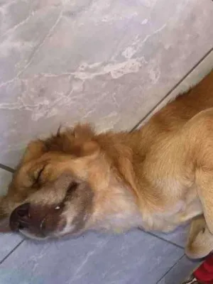 Cachorro raça Labrador  idade 1 ano nome Mel