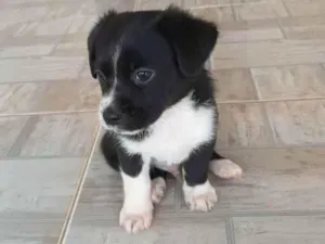 Cachorro raça Vira-lata idade 2 a 6 meses nome Não possui 