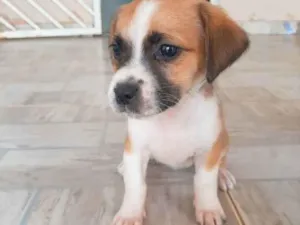 Cachorro ra a Vira-lata idade 2 a 6 meses nome Não possui 