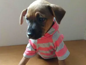 Cachorro raça SRD idade 2 a 6 meses nome SKY LORRAINE