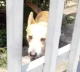 Cachorro raça Srd idade 1 ano nome Trovão bonzinho