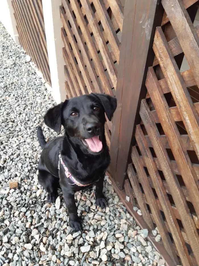 Cachorro ra a Indefinida idade 7 a 11 meses nome Sindy