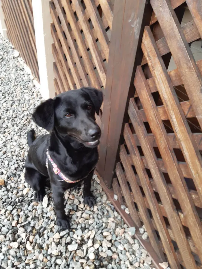 Cachorro ra a Indefinida idade 7 a 11 meses nome Sindy