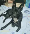 Cachorro raça Srd idade 7 a 11 meses nome Alina bb11meses 