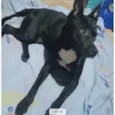 Cachorro raça Srd idade 7 a 11 meses nome Alina bb11meses 