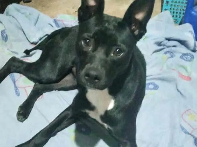 Cachorro raça Srd idade 7 a 11 meses nome Alina bb11meses 