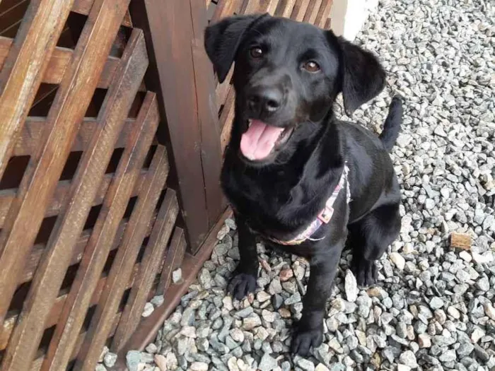 Cachorro ra a Indefinida idade 7 a 11 meses nome Sindy