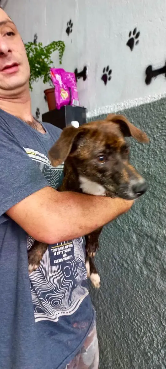 Cachorro raça Pinscher com srd  idade 7 a 11 meses nome Molly porte P Linda 