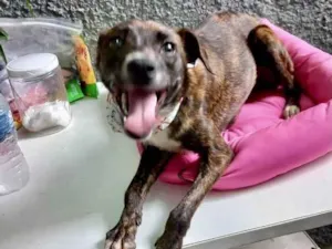 Cachorro raça Pinscher com srd  idade 7 a 11 meses nome Molly porte P Linda 