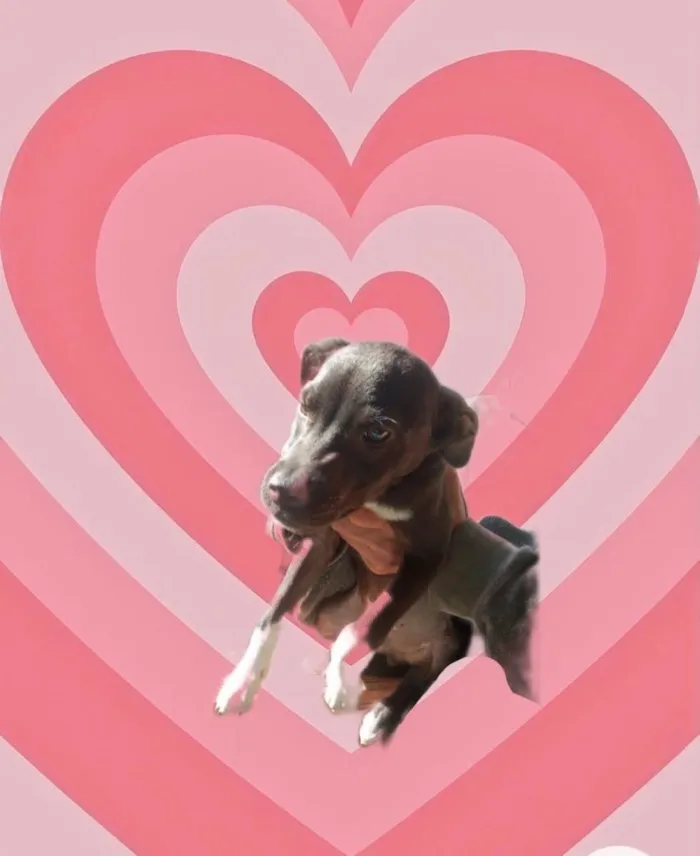 Cachorro raça Srd idade 2 a 6 meses nome Leo bb6meses lindo 