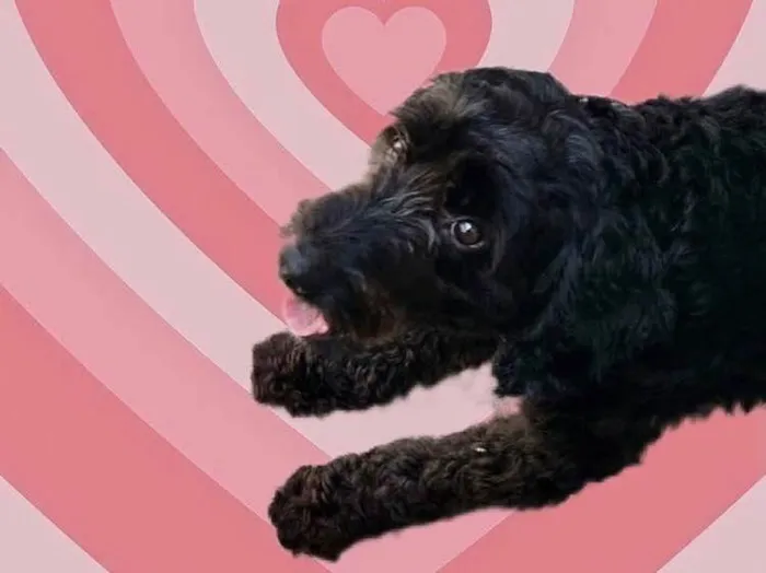 Cachorro raça Poodle  idade 1 ano nome Bob Poodle Urgente 
