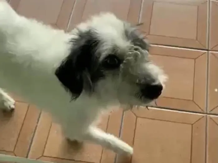 Cachorro raça Srd idade 2 anos nome Marley Urgente 