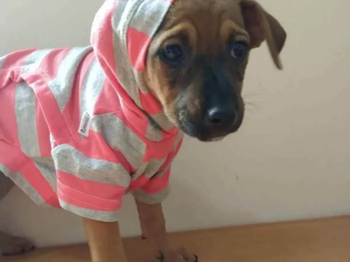 Cachorro ra a SRD idade 2 a 6 meses nome SKY LORRAINE