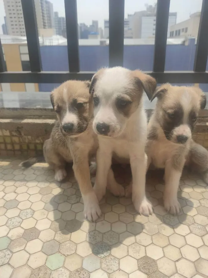 Cachorro ra a Sem Raça Definida idade Abaixo de 2 meses nome Sem nome