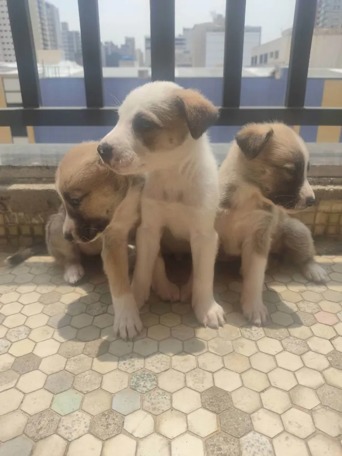 Cachorro ra a Sem Raça Definida idade Abaixo de 2 meses nome Sem nome