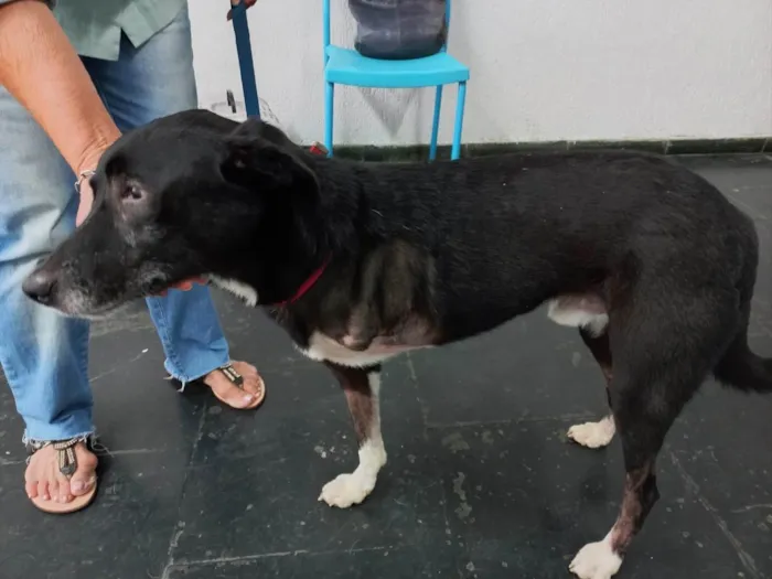 Cachorro raça Srd idade 2 anos nome Billy amor especial 