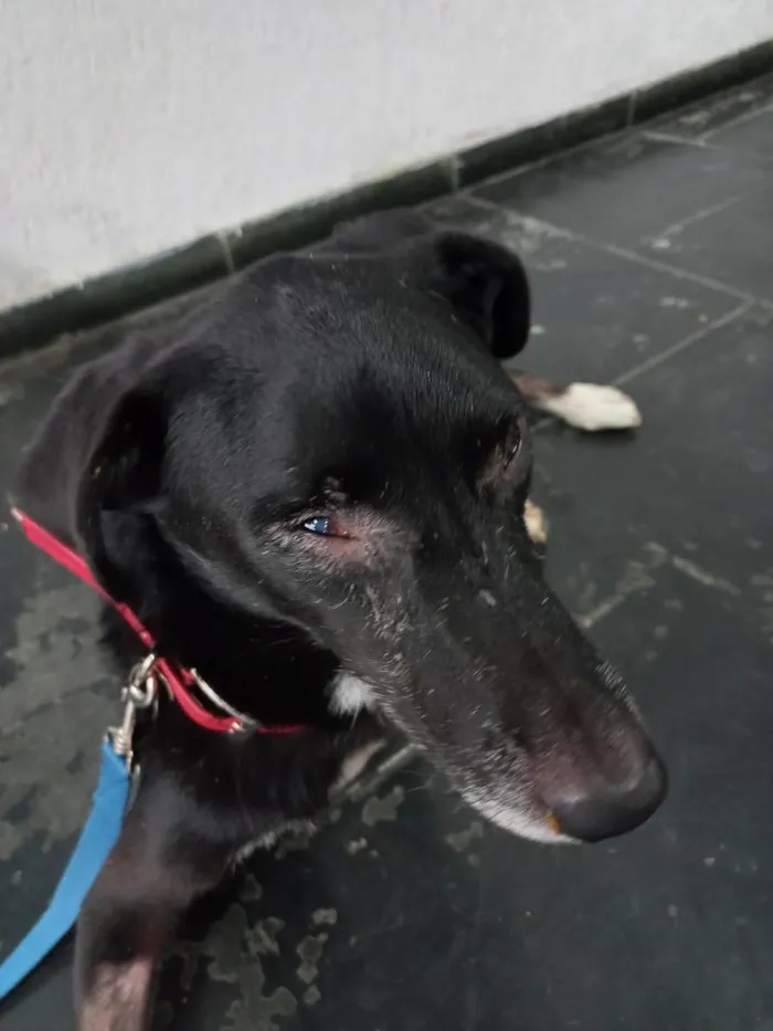 Cachorro raça Srd idade 2 anos nome Billy amor especial 