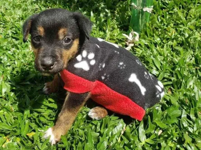 Cachorro ra a SRD idade 2 a 6 meses nome Bob