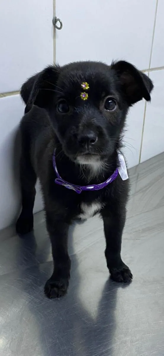 Cachorro raça Srd idade 2 a 6 meses nome Chica