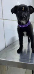 Cachorro raça Srd idade 2 a 6 meses nome Chica
