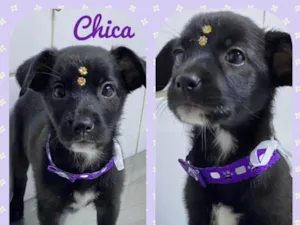 Cachorro raça Srd idade 2 a 6 meses nome Chica